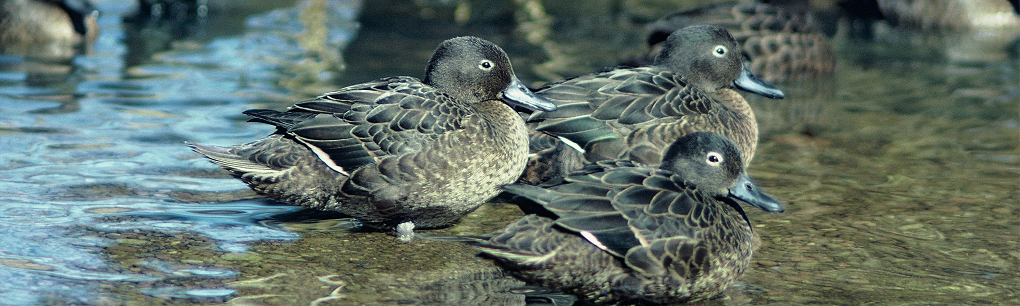 Three Brown Teal ducks in a pond