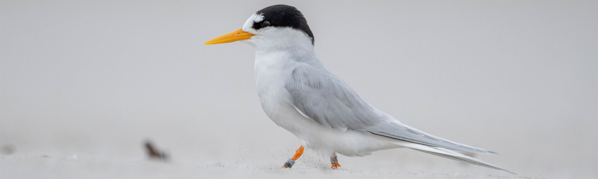 Fairy Tern Bird at the beach