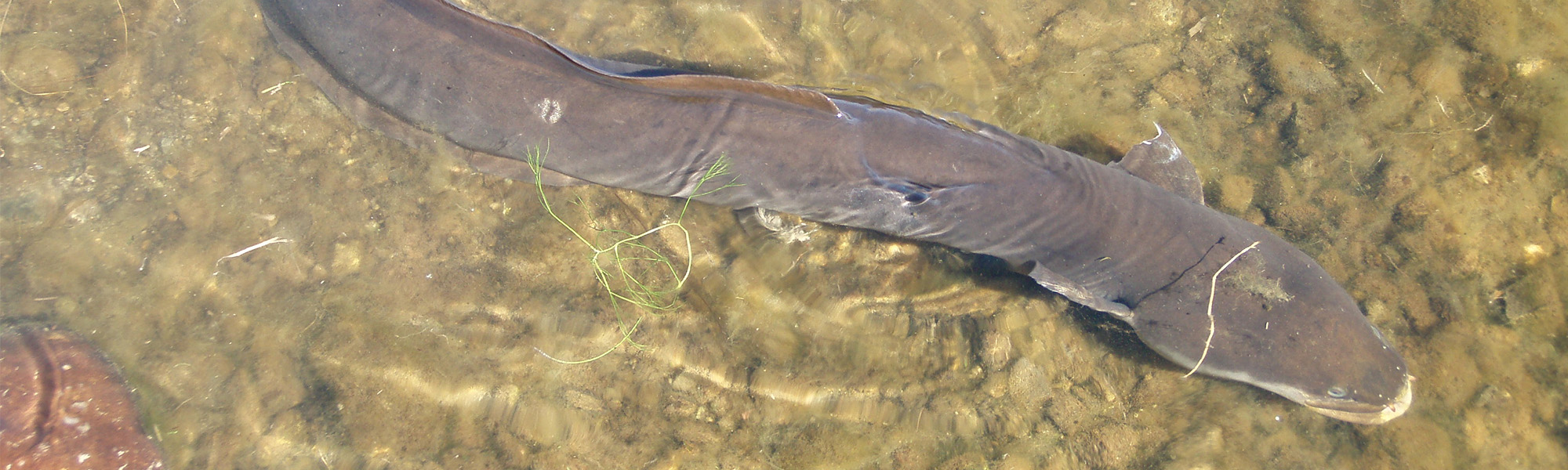 Longfin eel in a creek or river