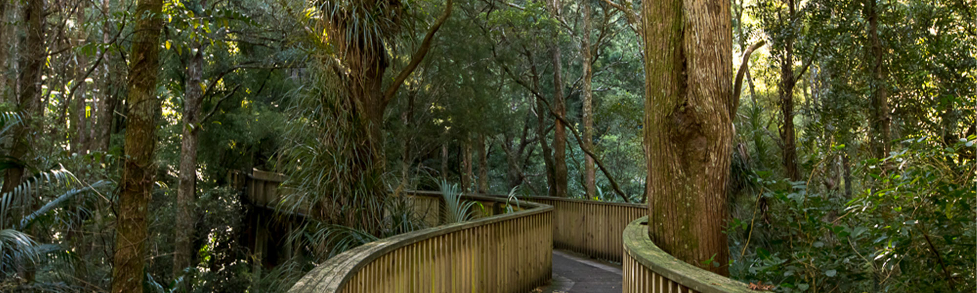 Canopy walkway through native bush at A H Reed Park