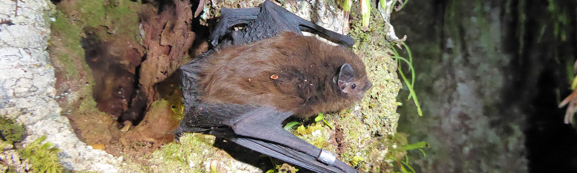 Pekapeka bat on side of tree