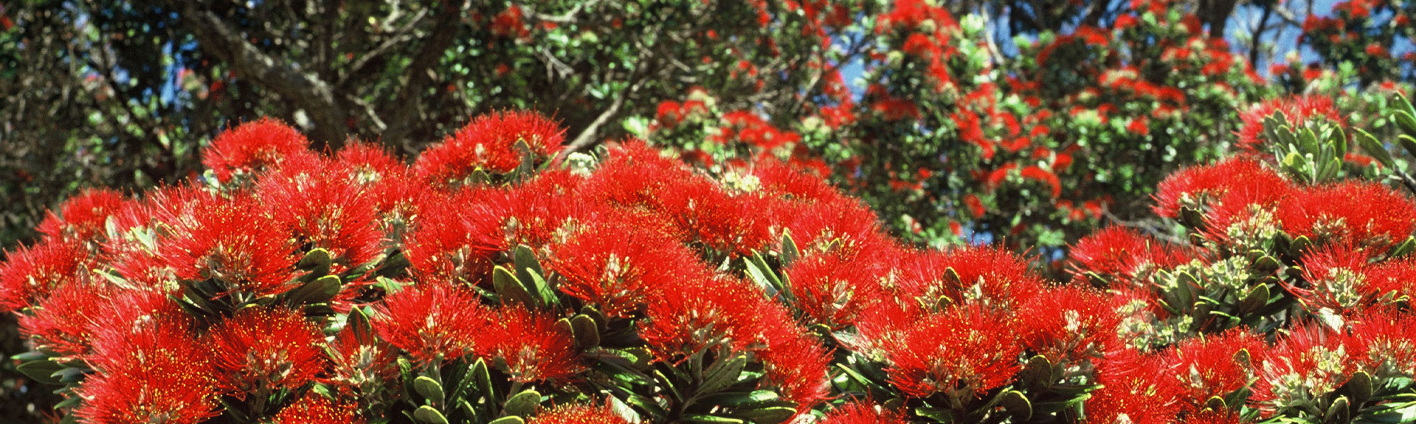 Pohutukawa Tree in Flower