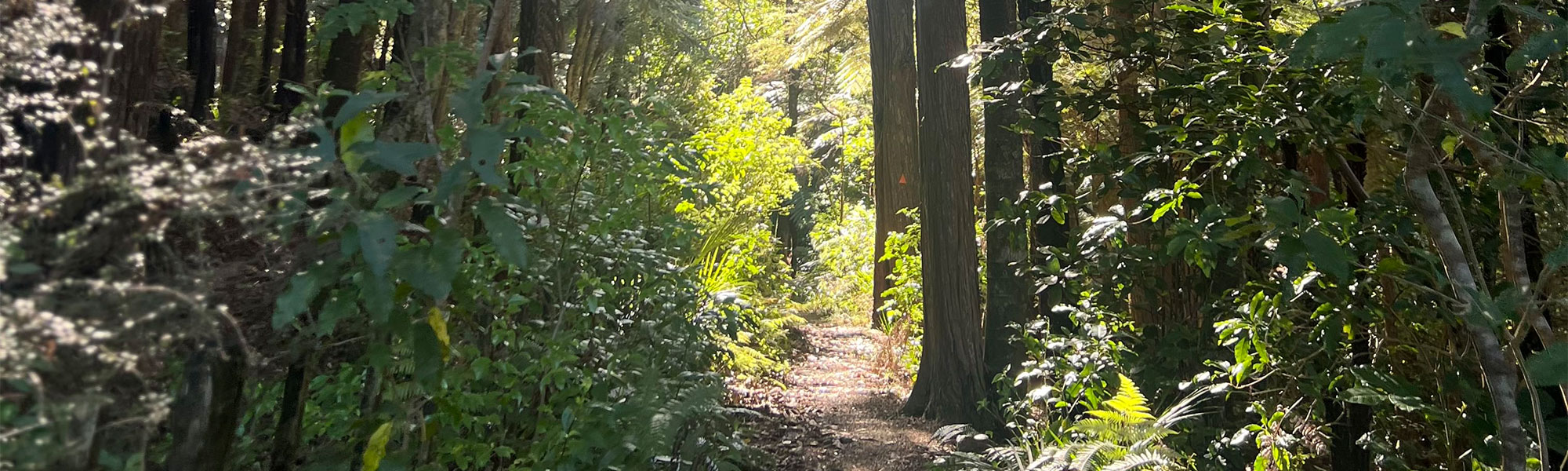 Bush walk through native bush with sunlight