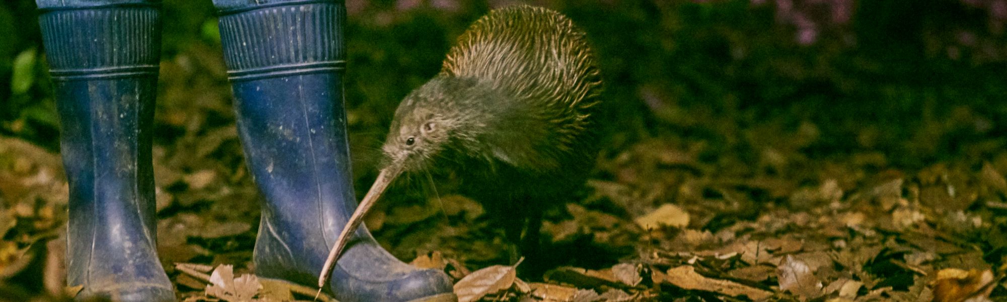 kiwi bird feeding next to gumboots at kiwinorth